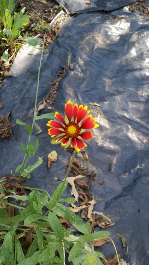 The email from Suzy that came with this pic: "This photo shows a gaillardia in bloom. These are domesticated wildflowers, and they grow in even poor soil, resist droughts, and really require no care at all. The foliage just looks weed like,  but butterflies do enjoy hovering around the flowers. I'd never seen these, until I grew some. I'll save seeds, if you want some."