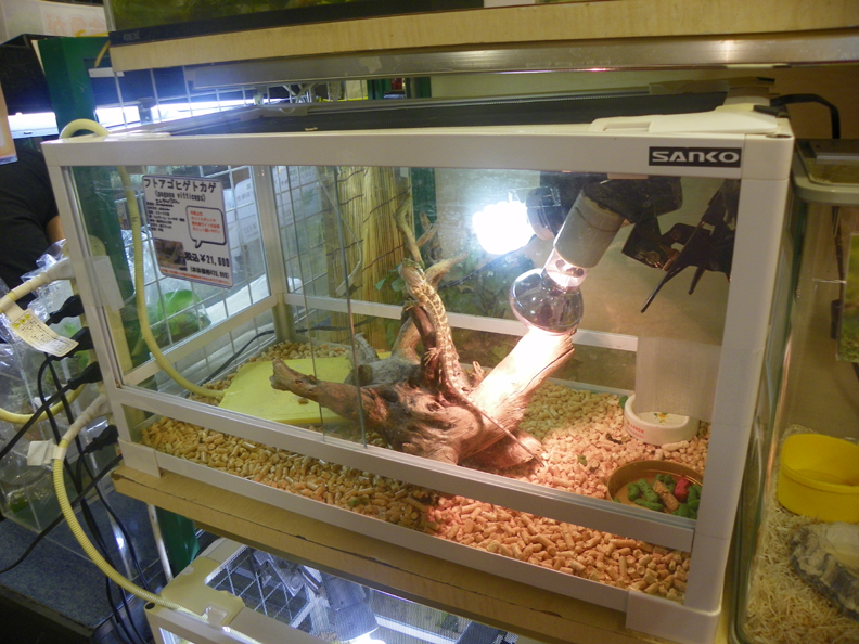 Lizard awaiting adoption from the mall's pet store.